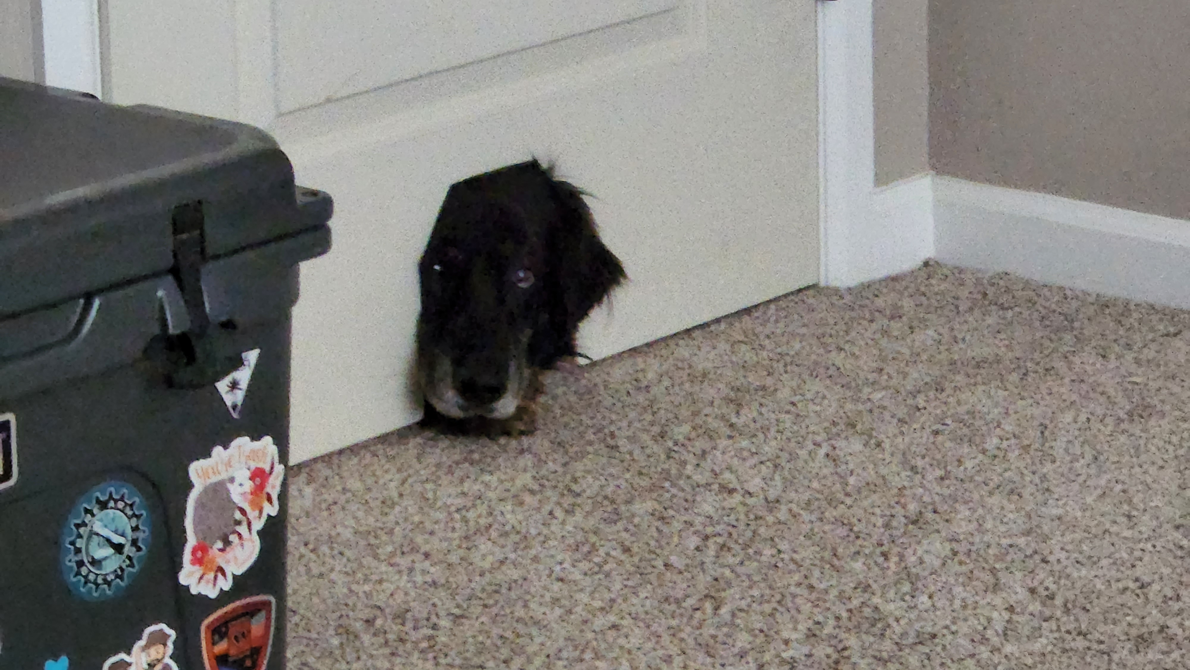 Chasm sticking his head through the cat door, 2022