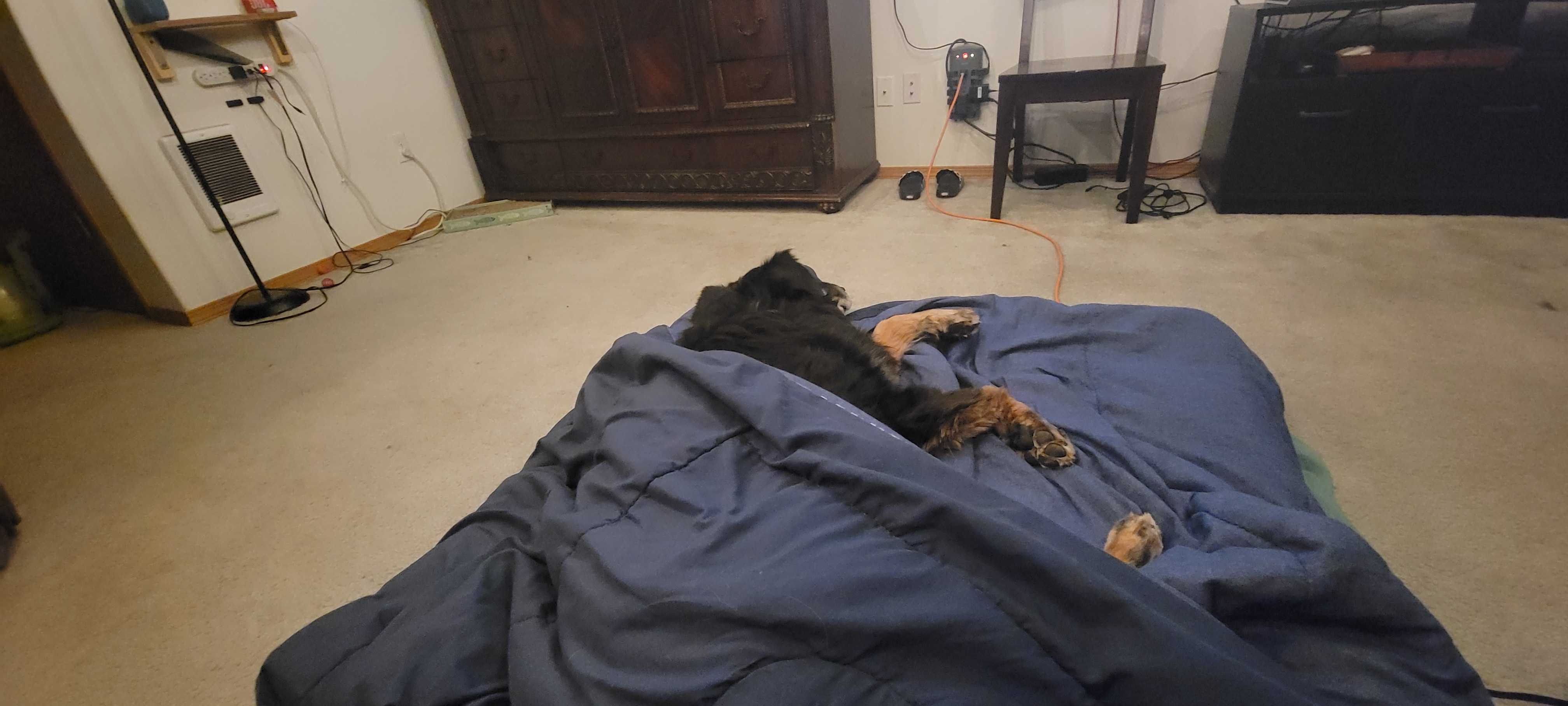 Chasm sleeping on my bed, 2026