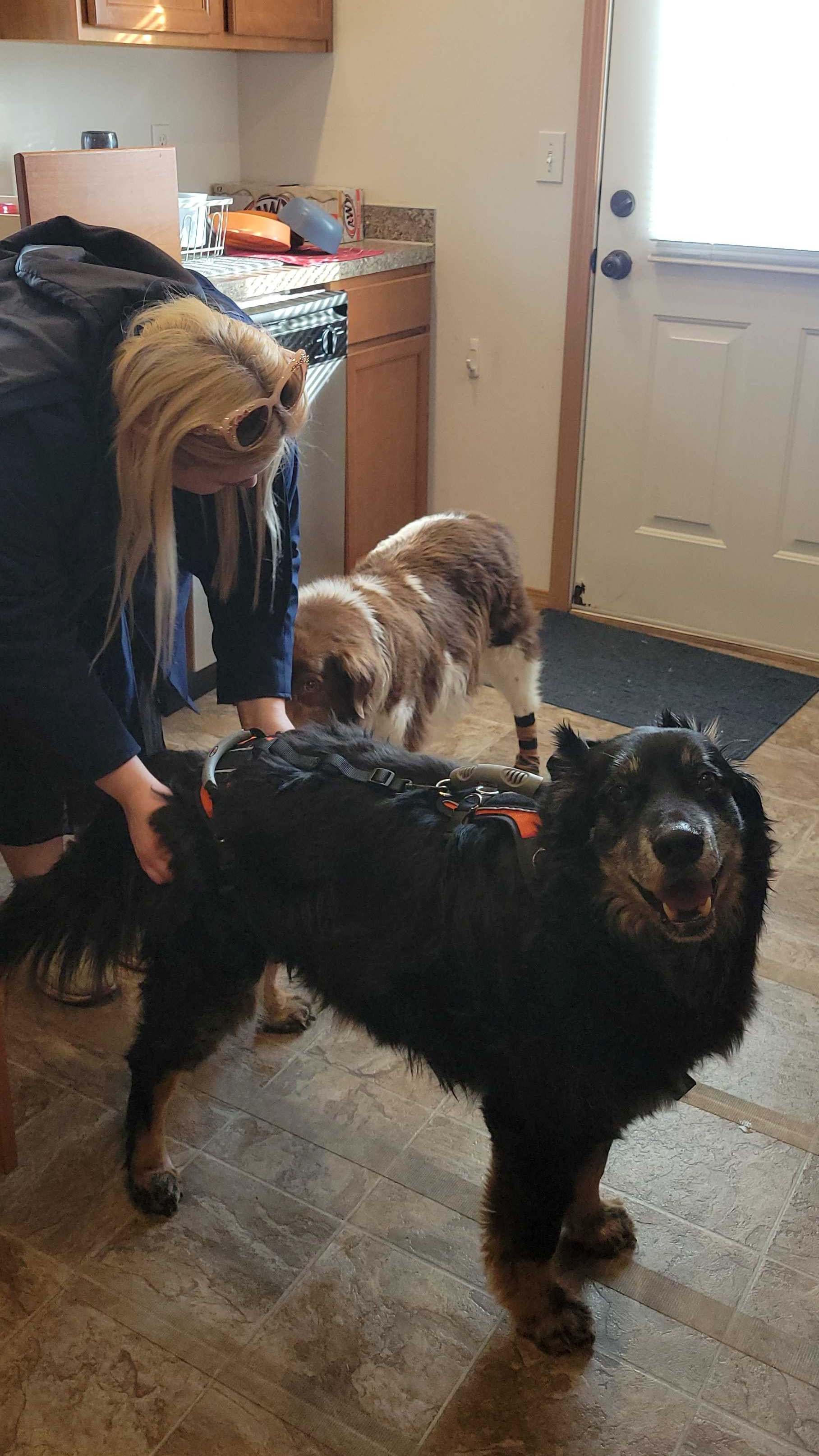 Chasm enjoying pets from Katie, 2026